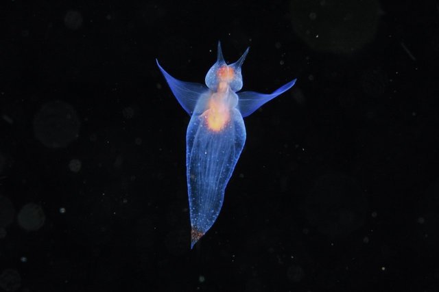 クリオネの生態と飼育方法は驚きの連続！実は◯◯◯の仲間で、捕食中は 