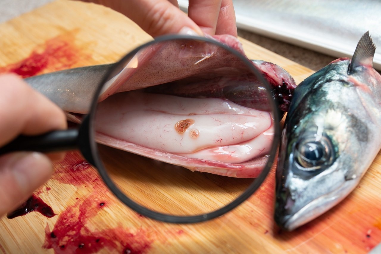アニサキス食中毒にならないために。釣り人はこの対策法を絶対マスターして！｜FISHING JAPAN（フィッシングジャパン）