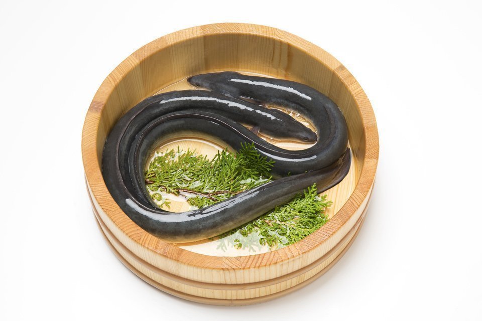 ウナギ釣りってしたことある？天然うなぎの釣り方・捌き方・食べ方までご紹介！｜FISHING JAPAN（フィッシングジャパン）