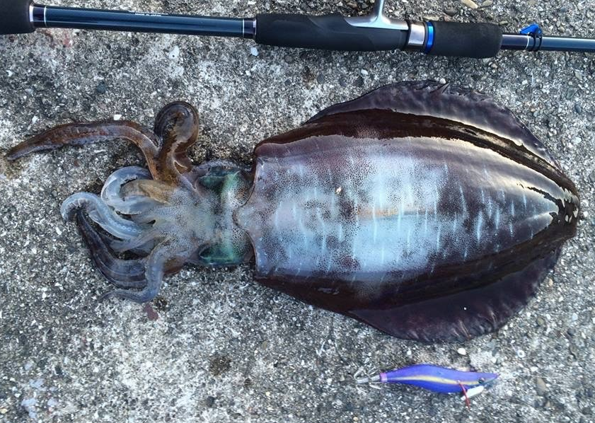 アオリイカの釣れる時期は春と秋！水温やシーズナルパターンをチェック！｜FISHING JAPAN（フィッシングジャパン）