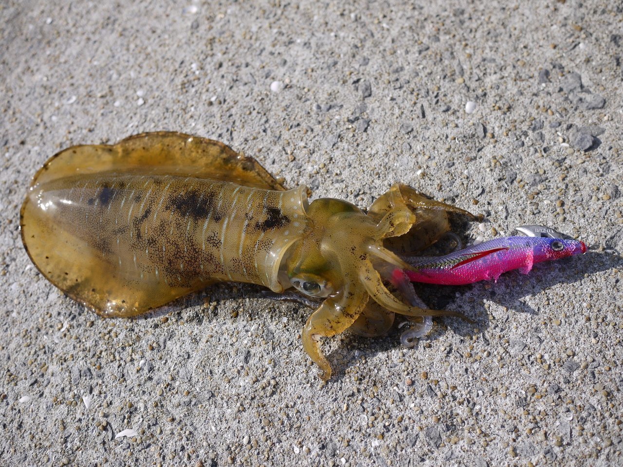 アオリイカが釣れない理由！エギングって難しいの？初心者のお悩み解決特集｜FISHING JAPAN（フィッシングジャパン）