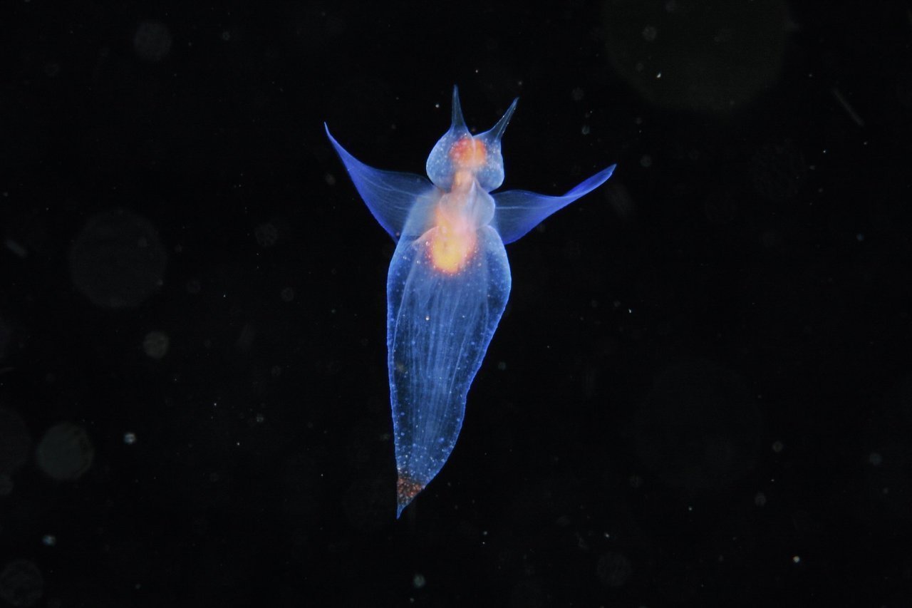 クリオネって知ってる?カワイイ姿から一瞬で変身する海の生き物を飼育してみよう|FISHING JAPAN(フィッシングジャパン)