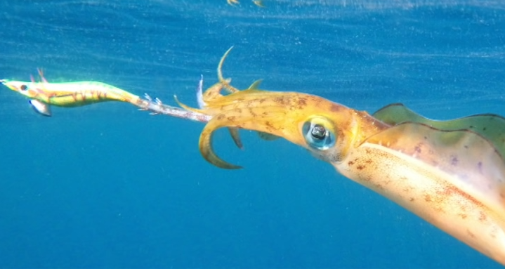 アオリイカの釣り方ってムズかしいの？初心者アングラーにおすすめのエギングとは｜FISHING JAPAN（フィッシングジャパン）