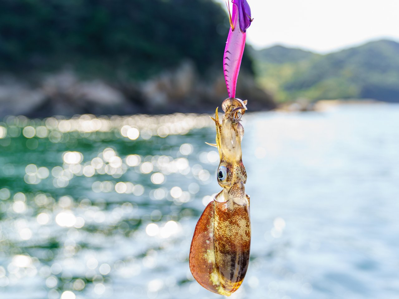 初心者におすすめのエギってどれなの？選び方や使い方も詳しくチェック｜FISHING JAPAN（フィッシングジャパン）