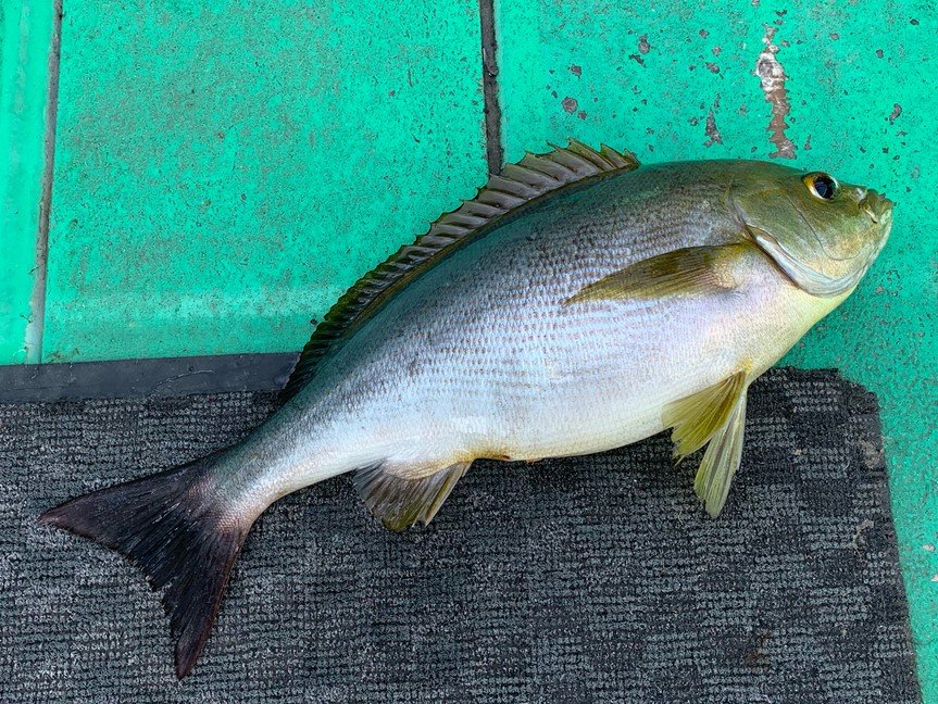 イサキの特徴・見分け方 | 写真から探せる魚図鑑