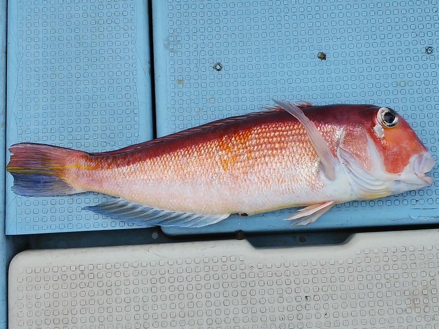 アカアマダイの特徴・見分け方 | 写真から探せる魚図鑑