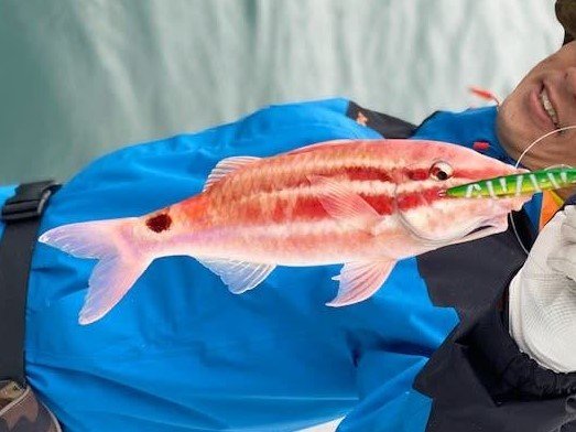 オキナヒメジの特徴・見分け方 | 写真から探せる魚図鑑