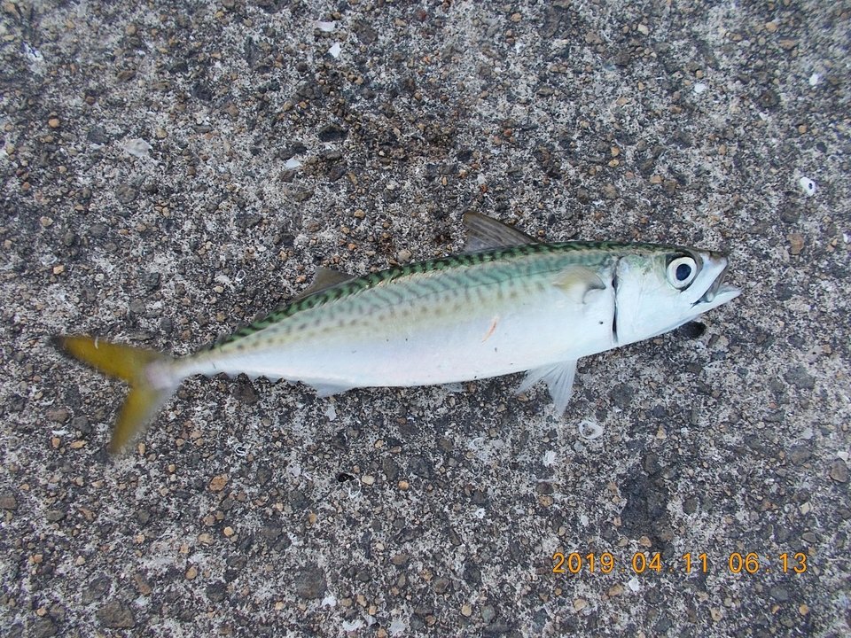 マサバの特徴・見分け方 ｜ 写真から探せる魚図鑑