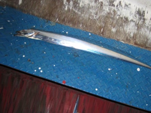 タチウオの特徴・見分け方 | 写真から探せる魚図鑑
