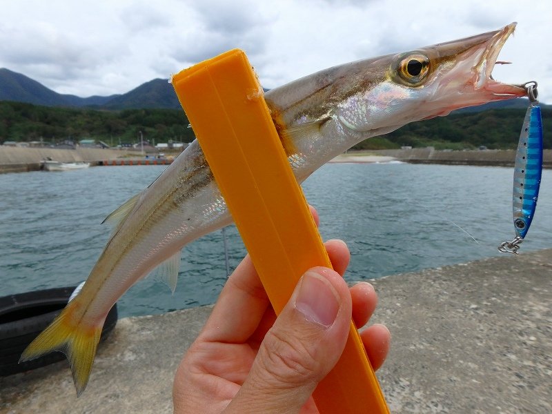 アカカマスの特徴・見分け方 | 写真から探せる魚図鑑