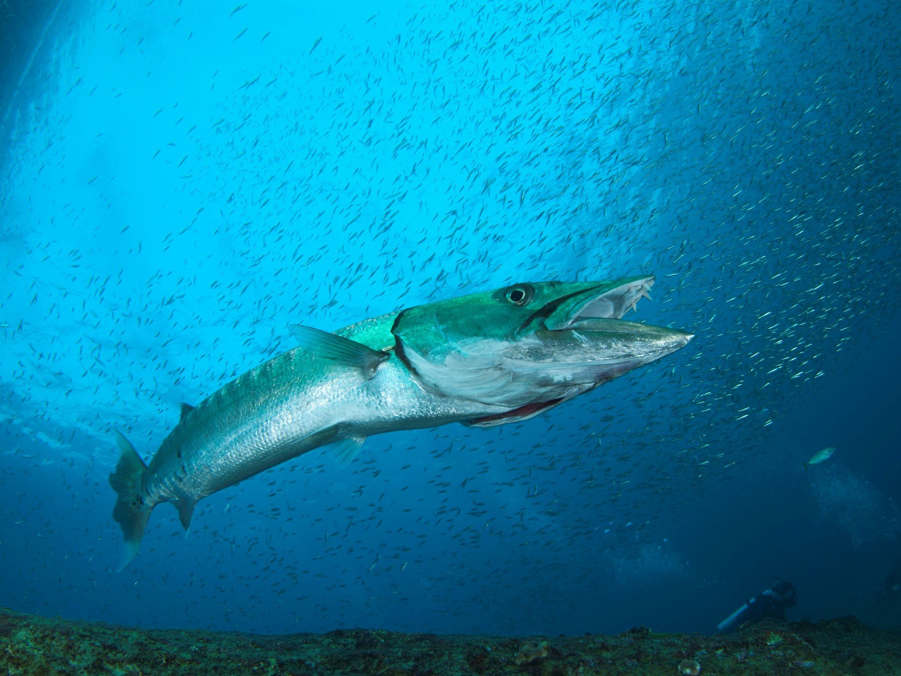 カマス徹底解説 釣り方からタックル 美味しい食べ方まで一挙ご紹介