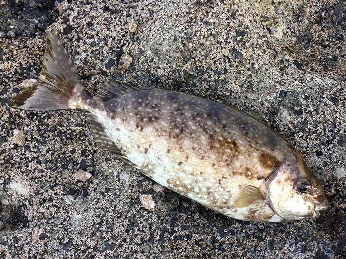 アイゴの特徴・見分け方 | 写真から探せる魚図鑑