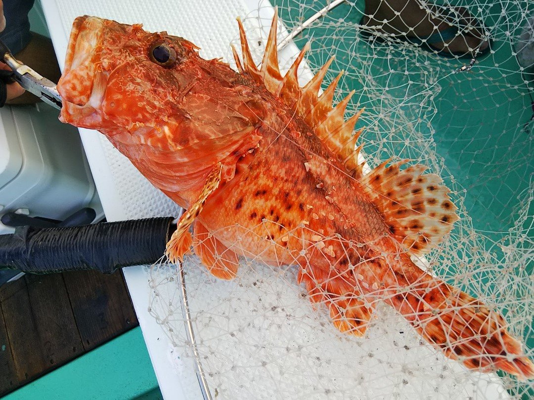 オニカサゴの特徴・見分け方 | 写真から探せる魚図鑑
