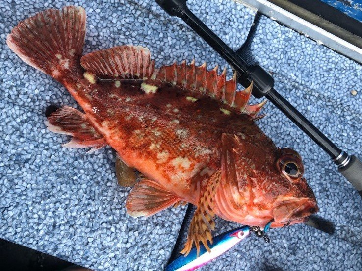 カサゴの特徴・見分け方 | 写真から探せる魚図鑑