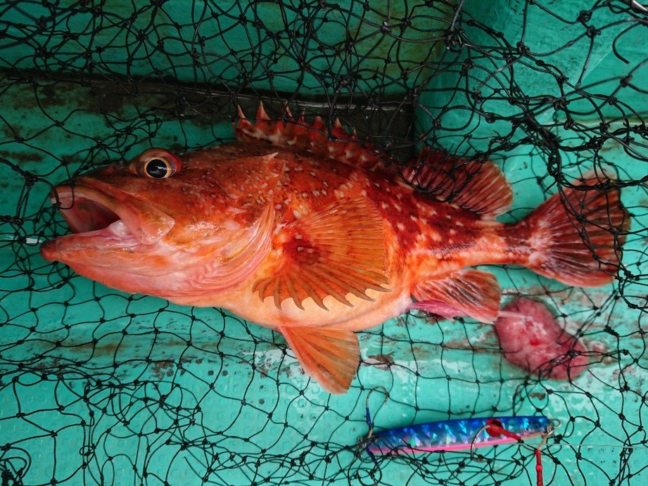 ウッカリカサゴの特徴・見分け方 ｜ 写真から探せる魚図鑑