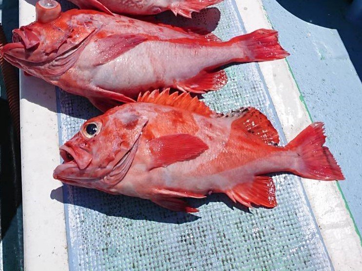 アコウダイの特徴・見分け方 ｜ 写真から探せる魚図鑑