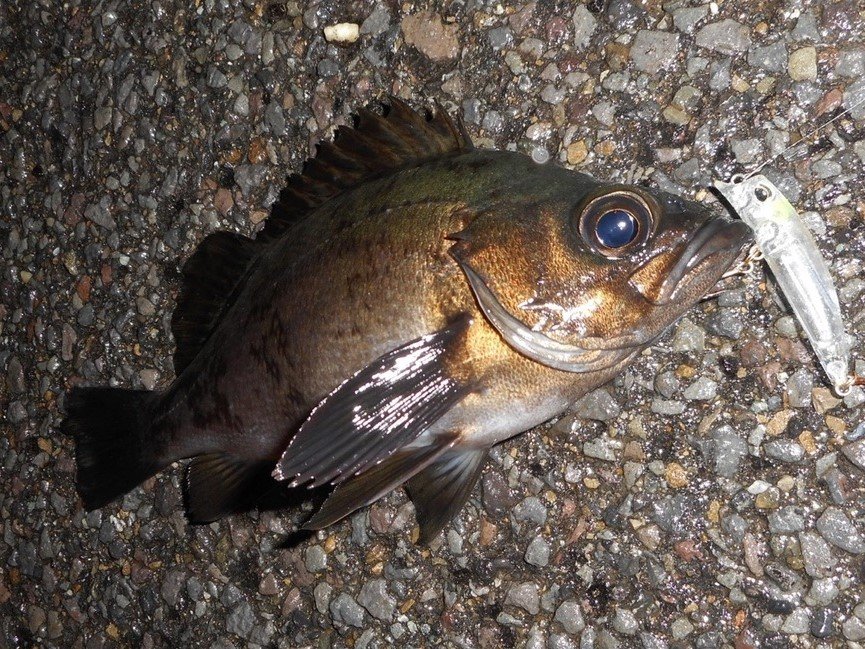 メバルの特徴・見分け方 | 写真から探せる魚図鑑