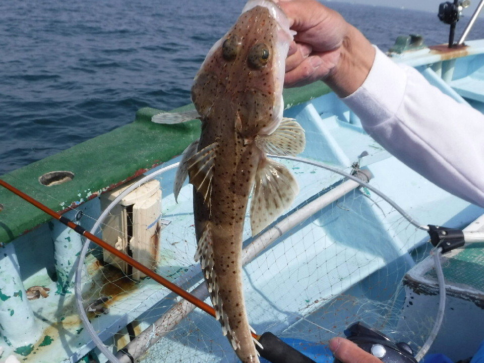 イネゴチの特徴・見分け方 | 写真から探せる魚図鑑