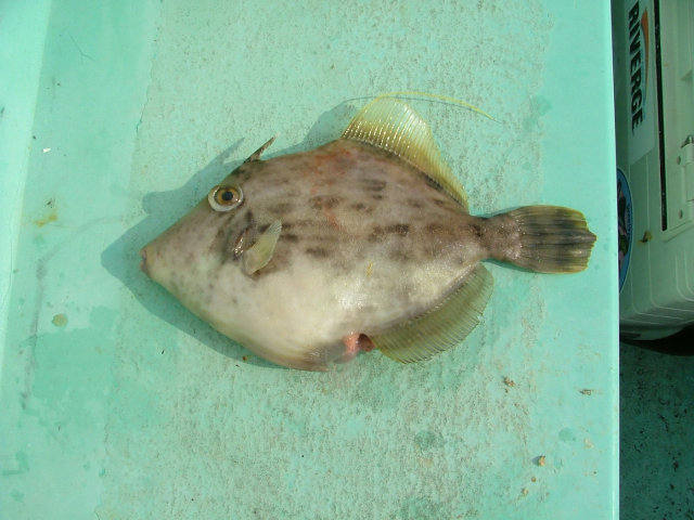 カワハギの特徴・見分け方 ｜ 写真から探せる魚図鑑