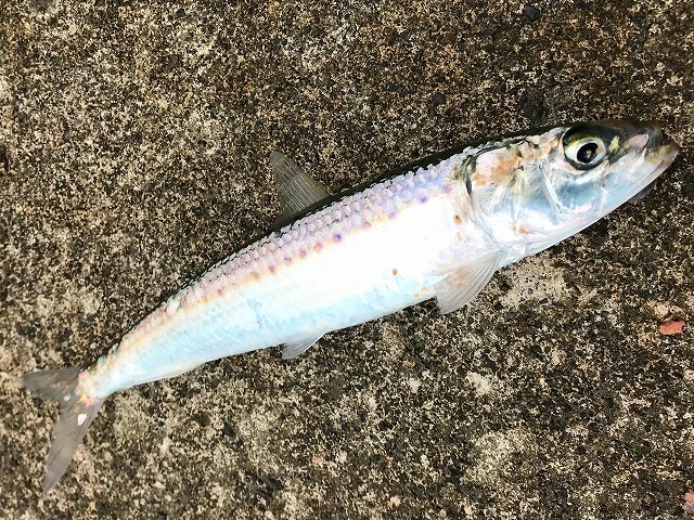 マイワシの特徴・見分け方 ｜ 写真から探せる魚図鑑