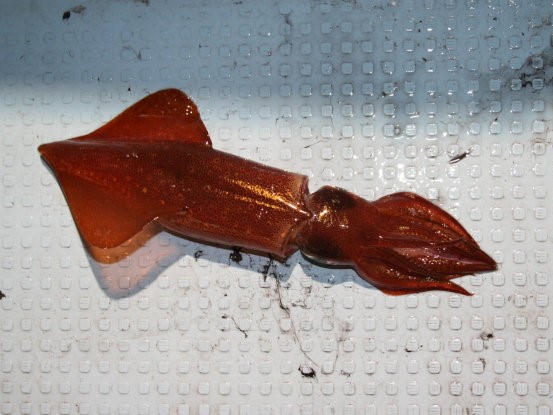 ケンサキイカの特徴・見分け方 | 写真から探せる魚図鑑