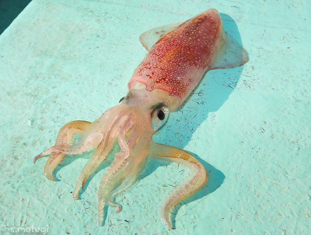 スルメイカの特徴・見分け方 | 写真から探せる魚図鑑