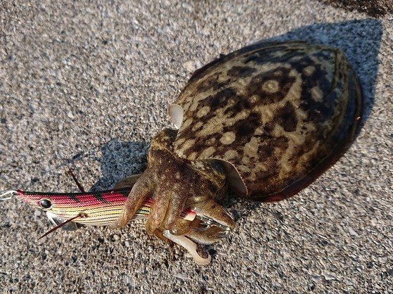 コウイカの特徴・見分け方 | 写真から探せる魚図鑑