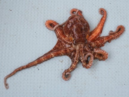 マダコの特徴・見分け方 ｜ 写真から探せる魚図鑑