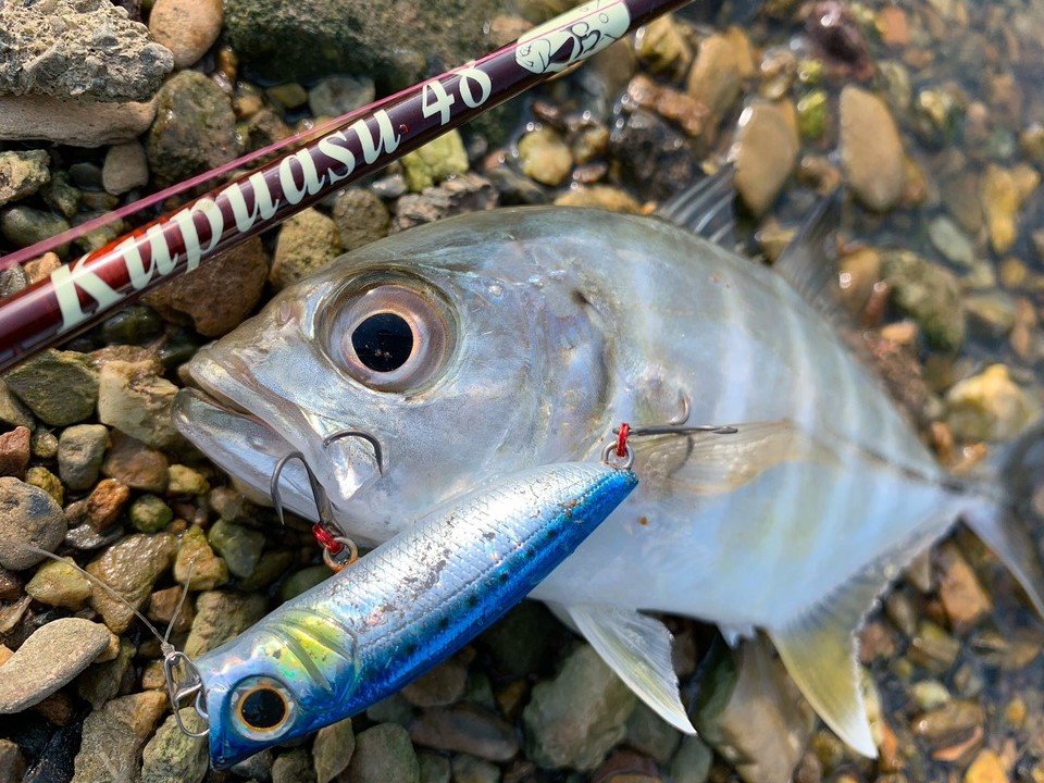 ロウニンアジの特徴・見分け方 ｜ 写真から探せる魚図鑑